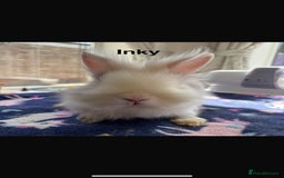 Mixed Breed rabbits for sale: Rescue Bunnies for Adoption  - Image 7