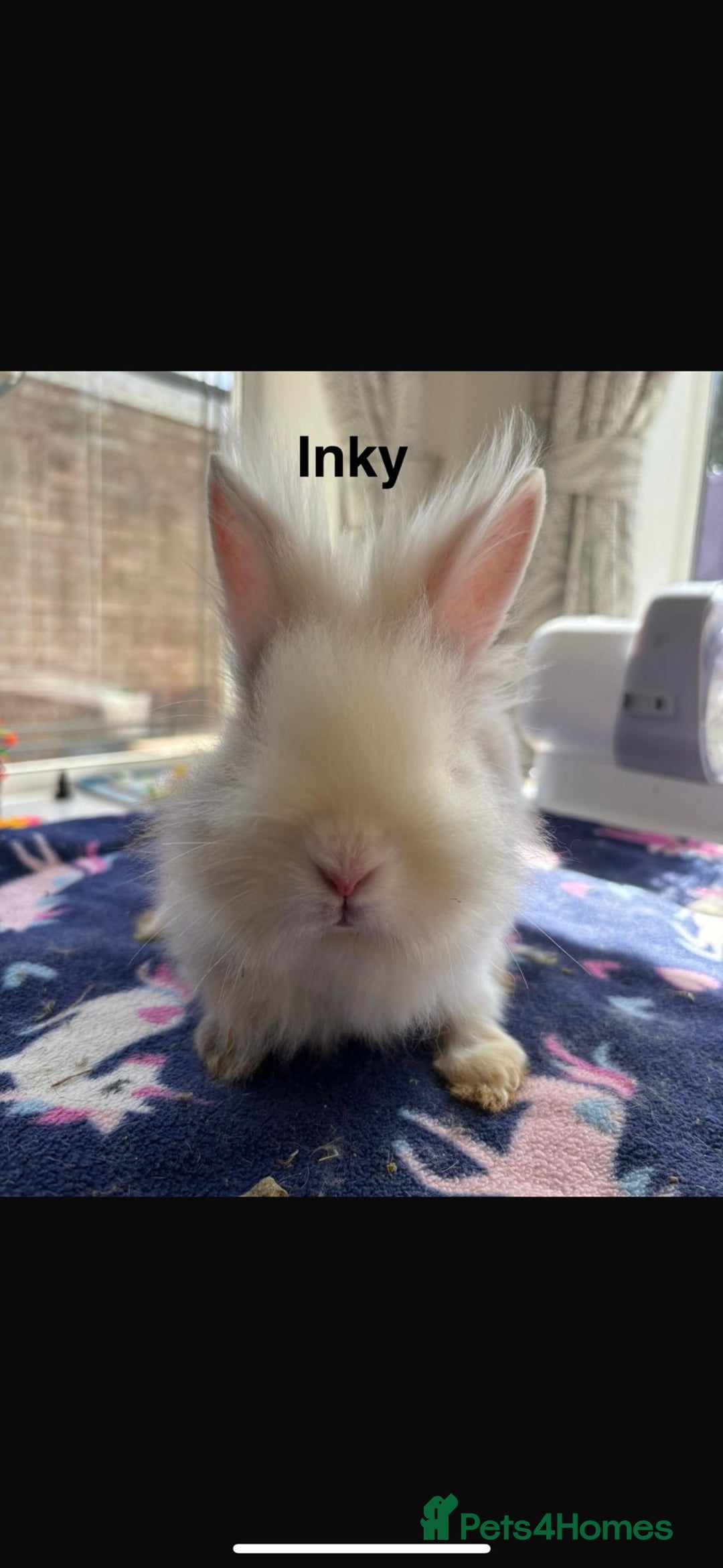 Mixed Breed rabbits for sale: Rescue Bunnies for Adoption  - Image 7