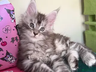 Maine Coon cats Champion blood line maine coon kittens - Advert 5