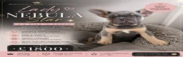 French Bulldog dogs for sale: NEW LUXURY FRENCHIES 2 GIRLS 3 BOYS LEFT - Advert 4