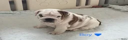 English Bulldog dogs for sale: Beautiful KC Reg Bulldog Puppies - Advert 3