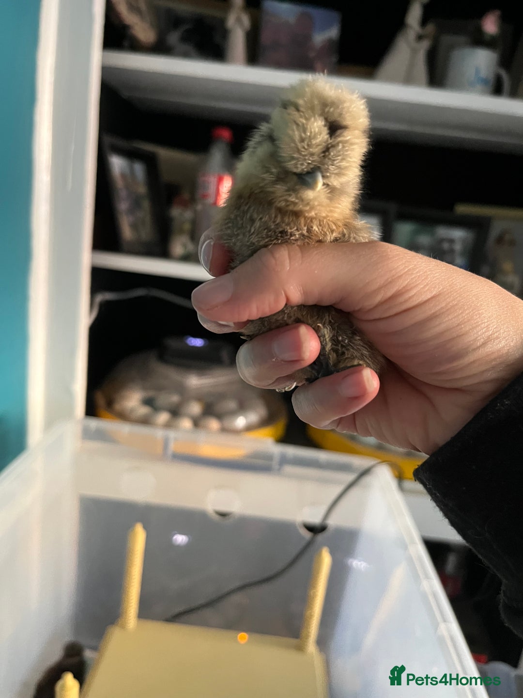 Chickens poultry for sale: Silkies - polish  - Image 3