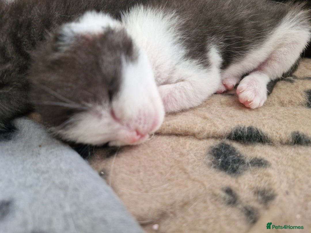 British Shorthair cats for sale: British Shorthair Mix Kittens  - Image 9