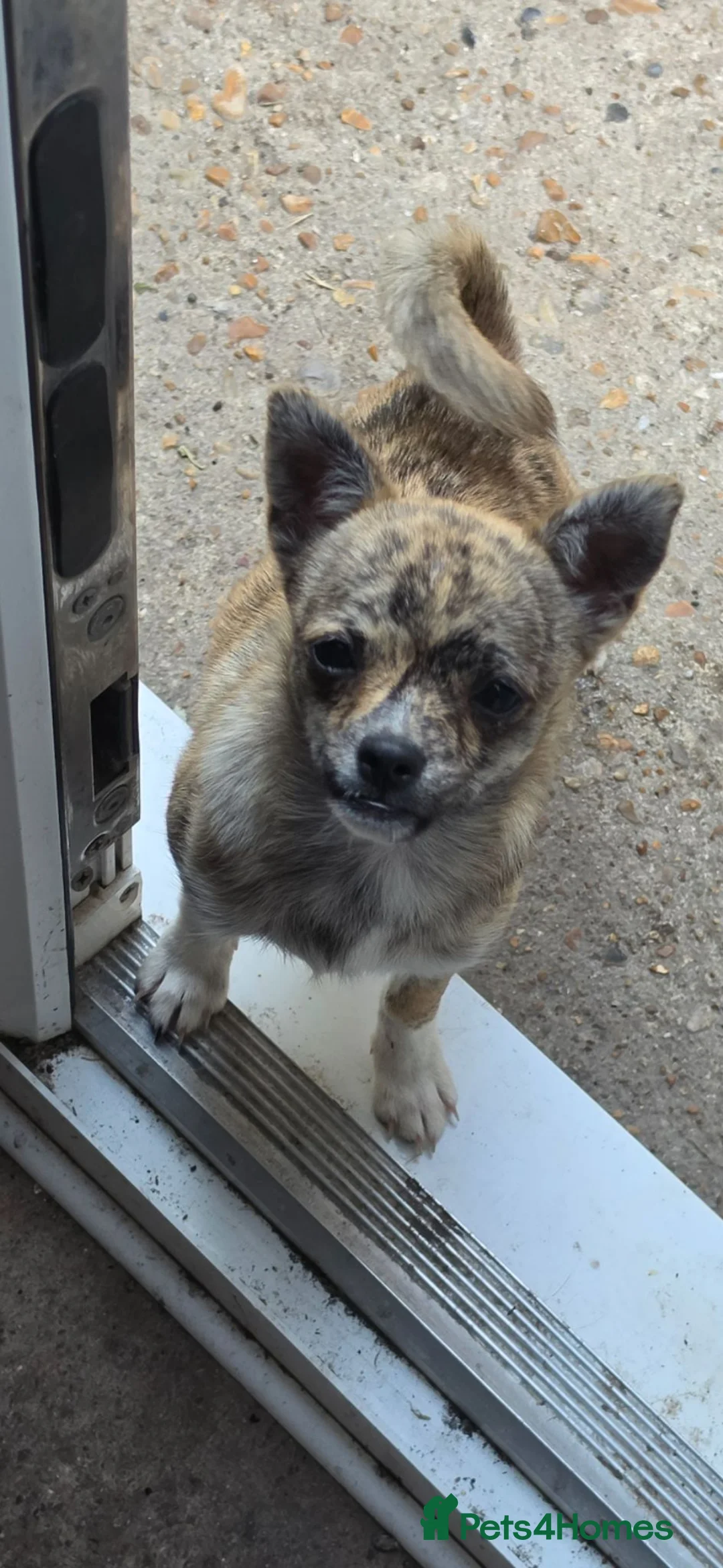 Chihuahua dogs for sale: RARE Brindle Chihuahua Puppies - Advert 1
