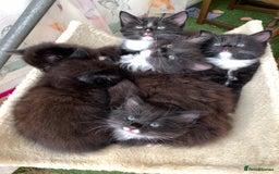 Ragdoll cats for sale: Beautiful Rag-doll cross Siberian kittens 7 weeks - Image 2
