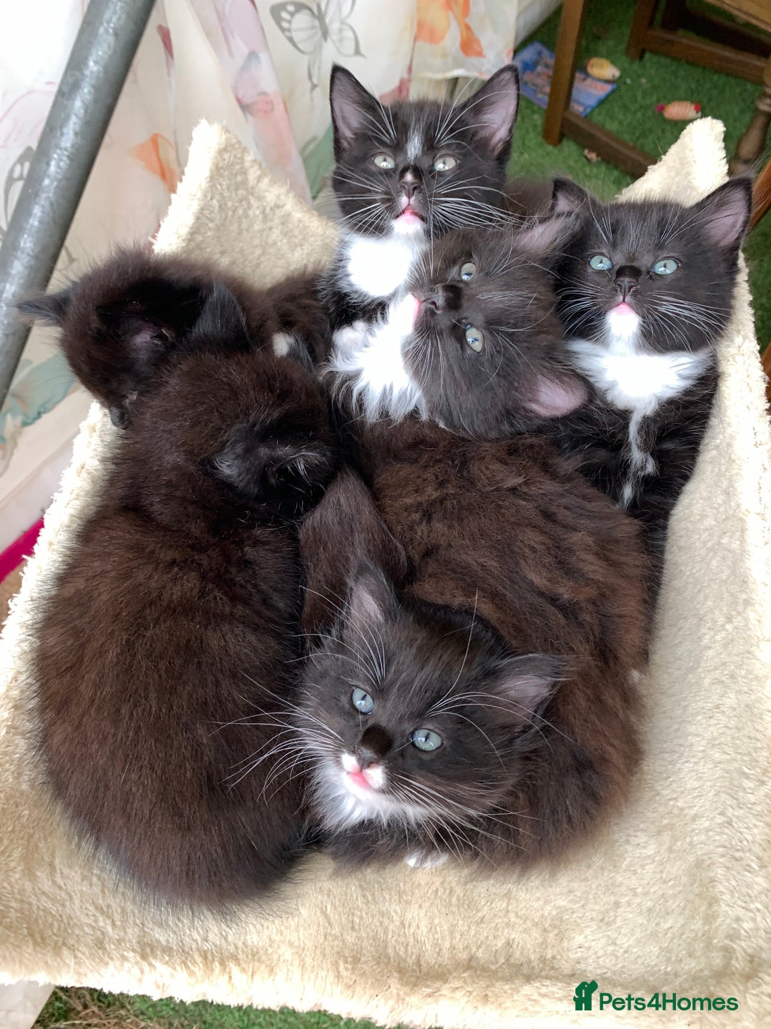 Ragdoll cats for sale: Beautiful Rag-doll cross Siberian kittens 7 weeks - Image 2