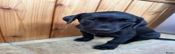 Labrador Retriever dogs for sale: 6th Generation KC Pedigree Labrador Retriever  - Advert 10