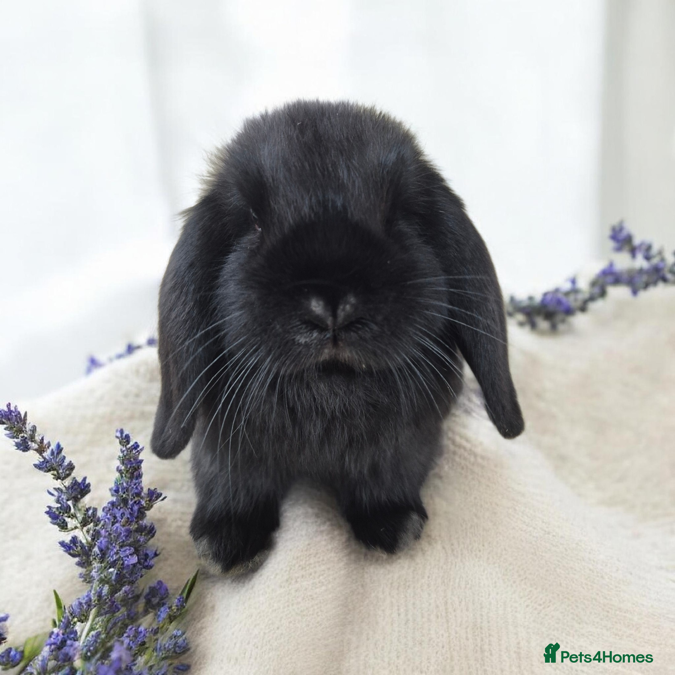 Mini Lop rabbits 🖤 black mini lop girlie for her furever home 🖤 - Advert 1