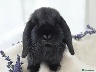 Mini Lop rabbits 🖤 black mini lop girlie for her furever home 🖤 - Advert 1