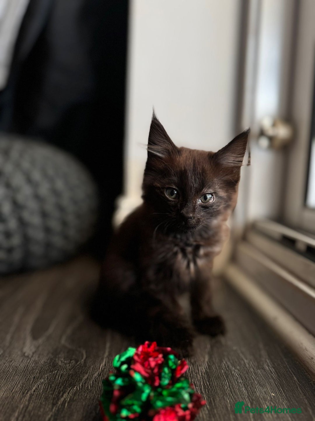 Balinese cats for sale: Kitten for sale - Image 2