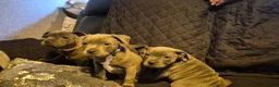 Staffordshire Bull Terrier dogs for sale: Staffordshire Bull Terrier Pupps-2 Boys Available  - Advert 2