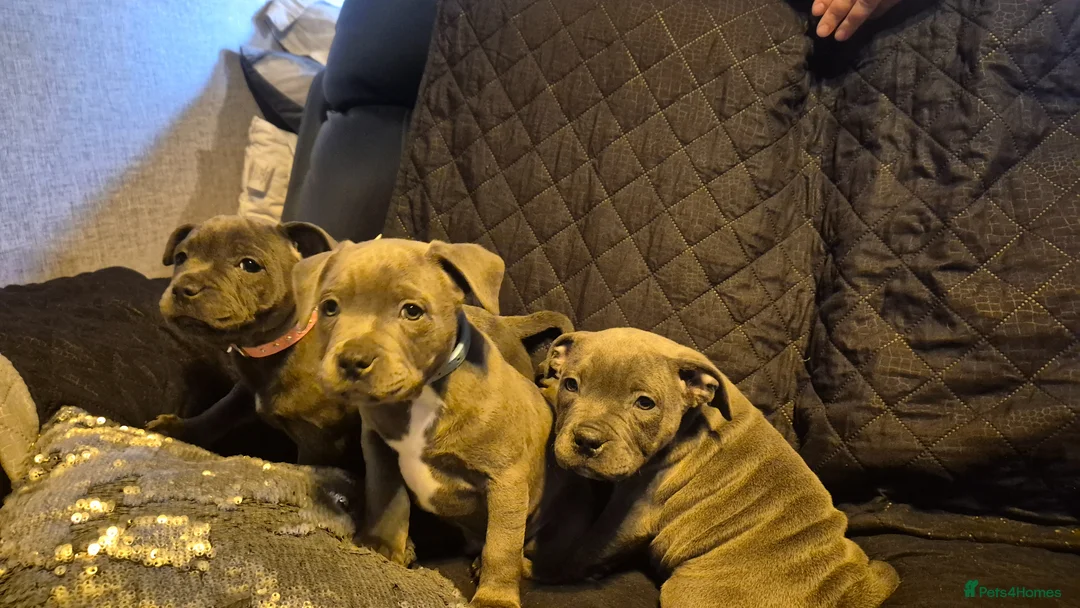 Staffordshire Bull Terrier dogs for sale: Staffordshire Bull Terrier Pupps-2 Boys Available  - Advert 2