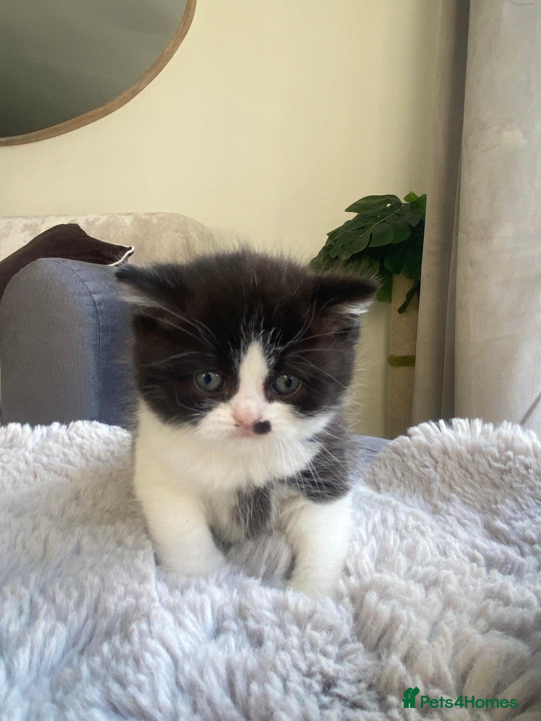 British Shorthair cats for sale: British shorthair longhair TICA boys tabby bio - Advert 6