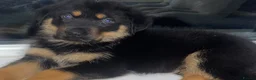 Rottweiler dogs for sale: Fluffy rottie puppy  - Advert 1