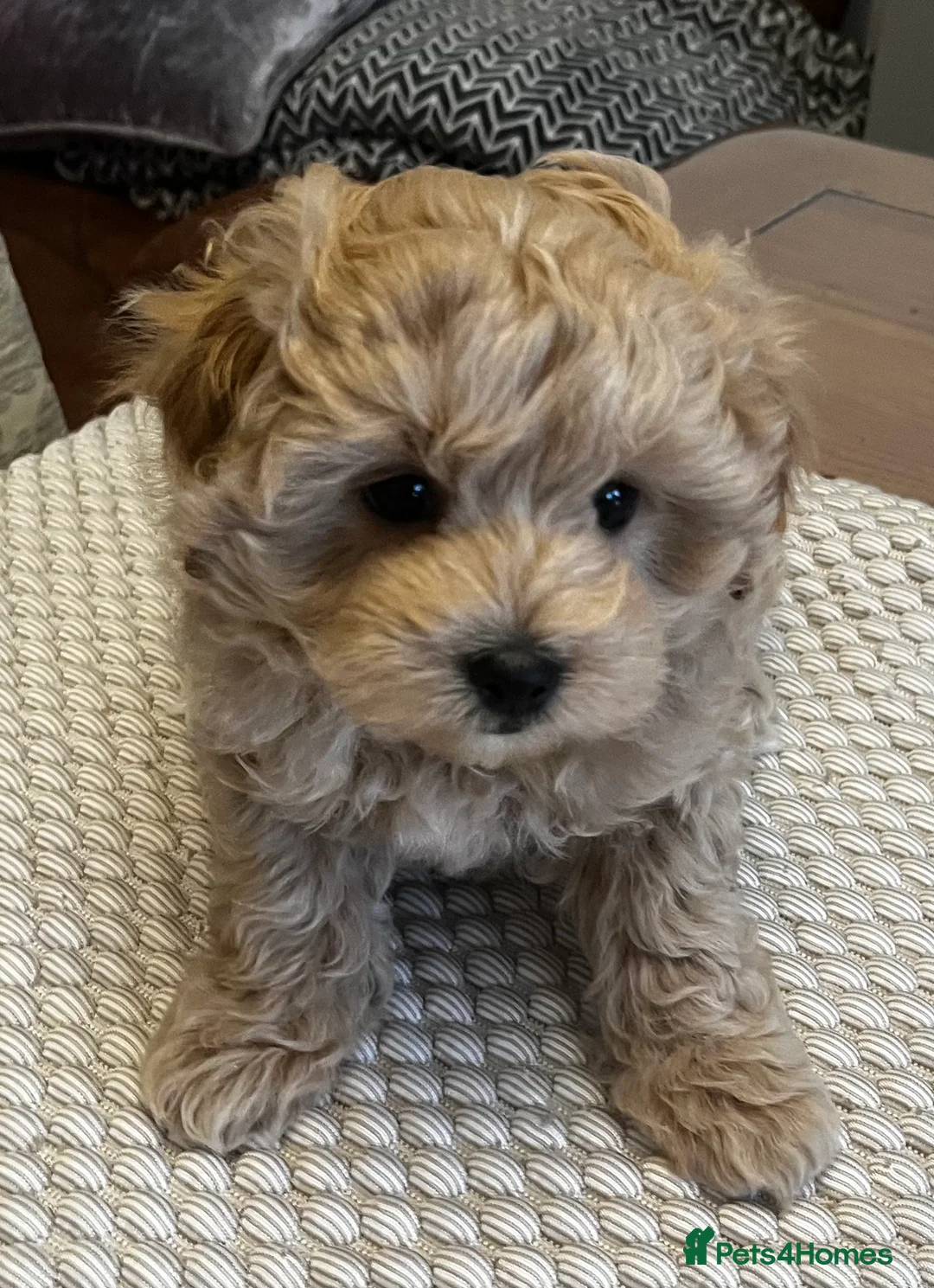 Maltipoo dogs for sale: Gorgeous Maltipoo  - Advert 15