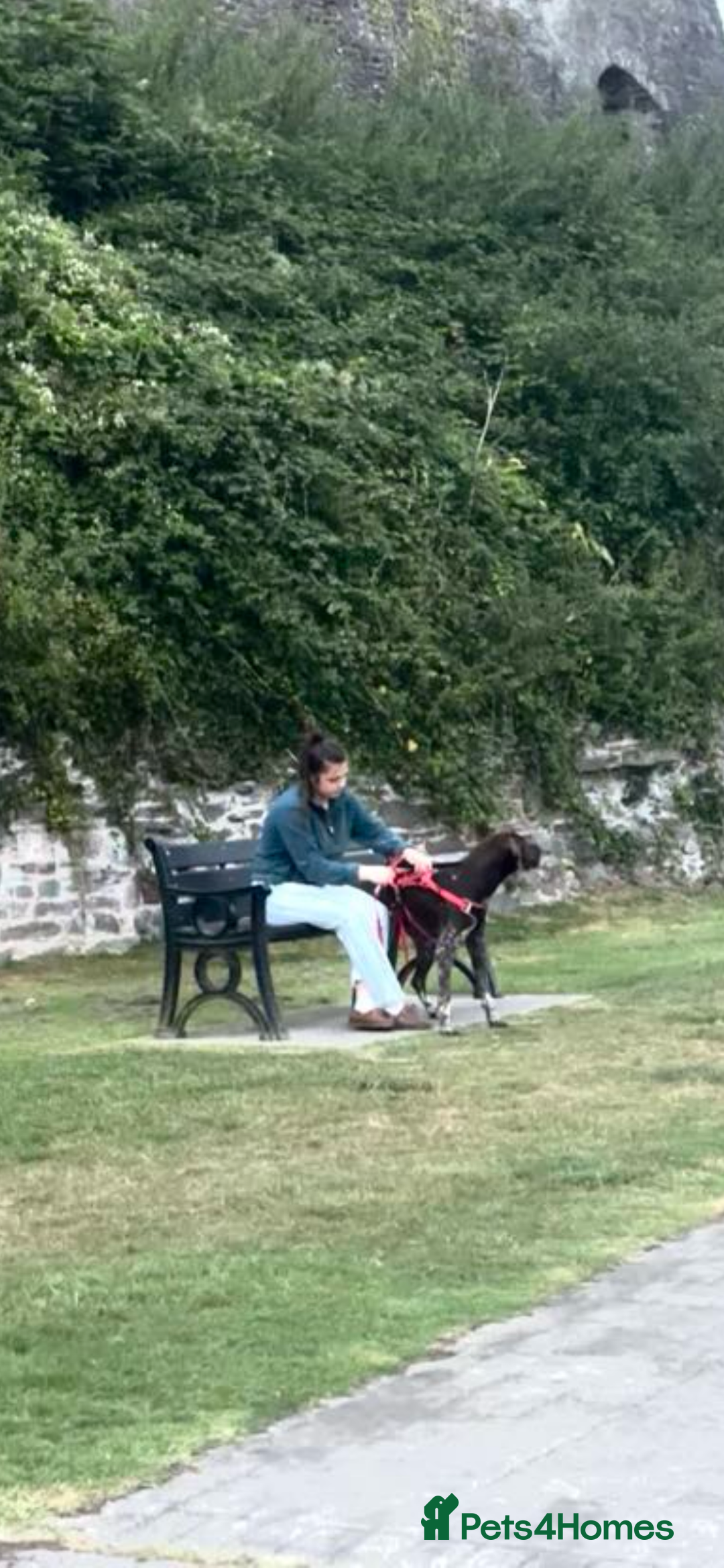 Mixed Breed dogs for sale: Stunning boys and girls available  - Image 20