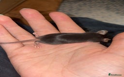 Mouse rodents for sale: Baby mice males and females  in Honiton - Image 16