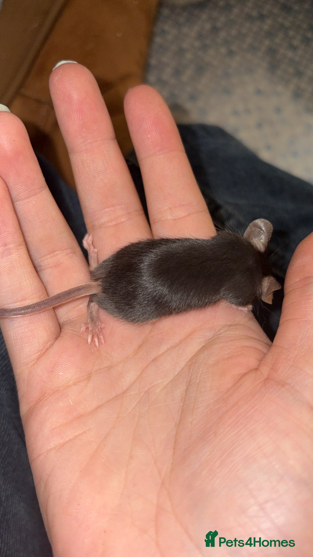 Mouse rodents for sale: Baby mice males and females  in Honiton - Image 16