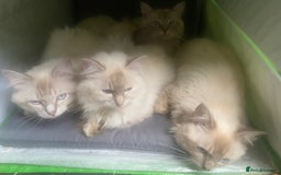 Ragdoll cats for sale: Loving home required ASAP - Image 6