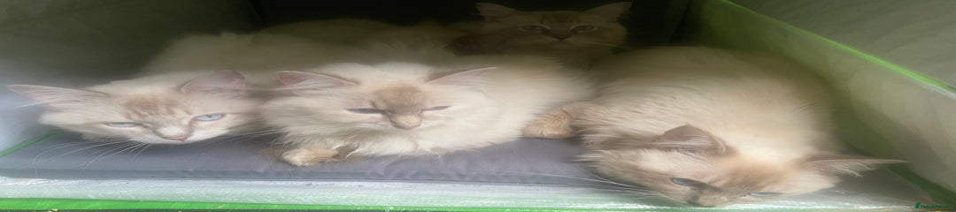 Ragdoll Kitten 4