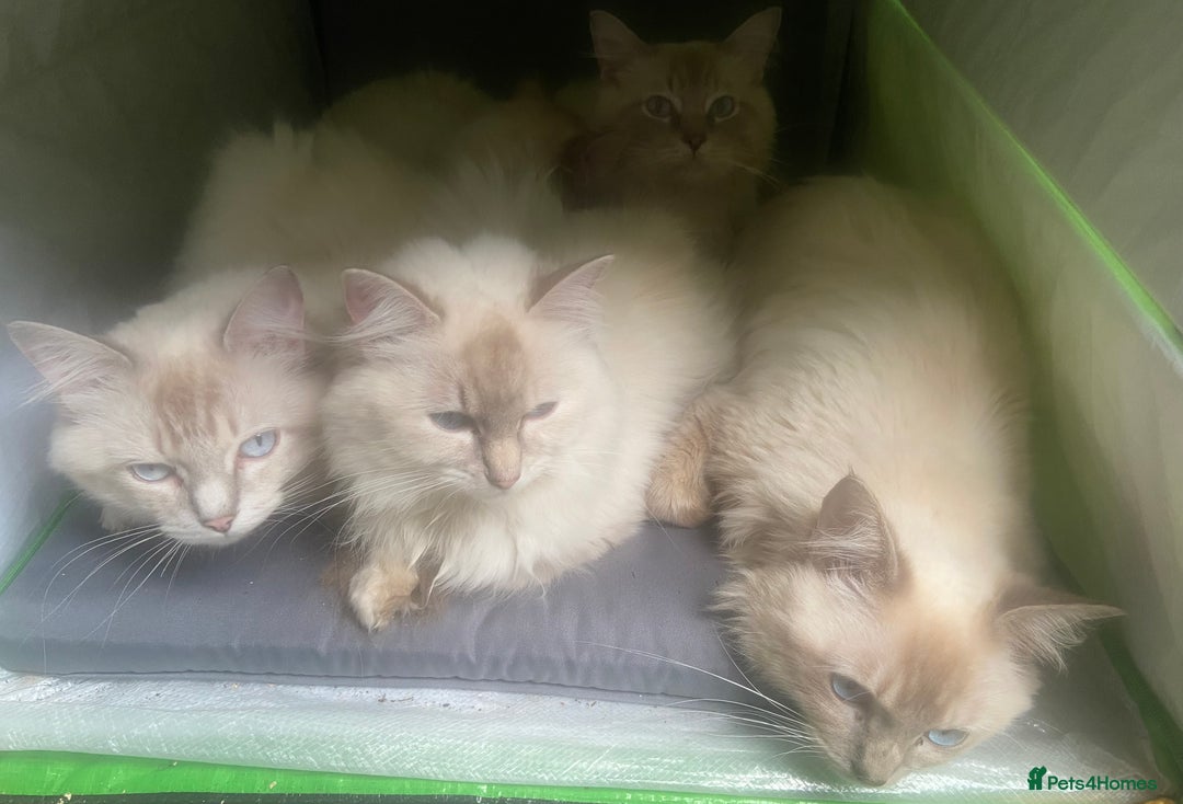 Ragdoll cats for sale: Loving home required ASAP - Image 6