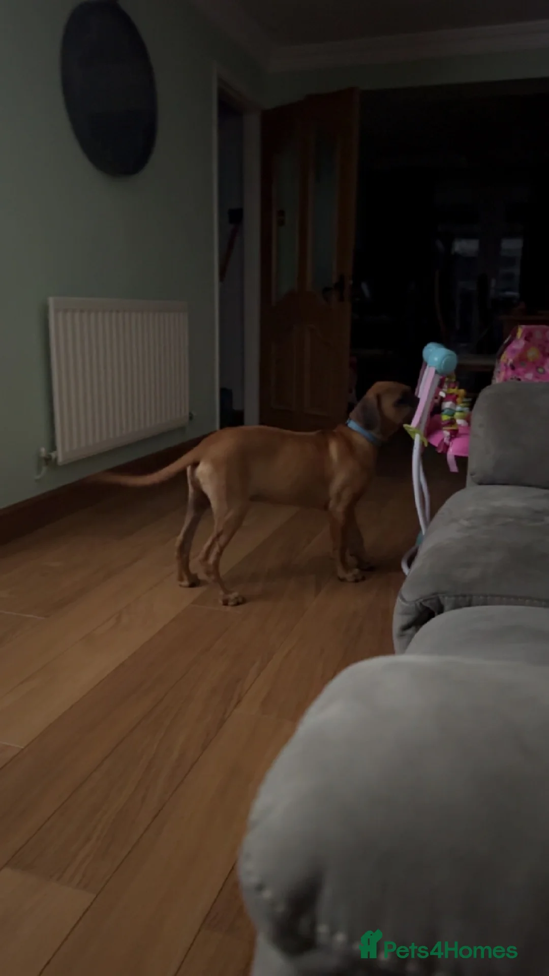 Rhodesian Ridgeback dogs for sale: 🐾 Looking to Rehome Our Dog Roger 🐾 - Advert 26