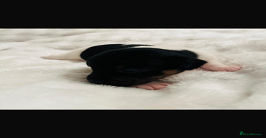 Jack Russell dogs - Advert 9