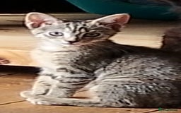 British Longhair cats for sale: Fully vaccinated kittens  - Image 1