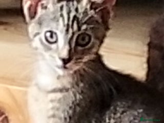 British Longhair cats - Advert 10