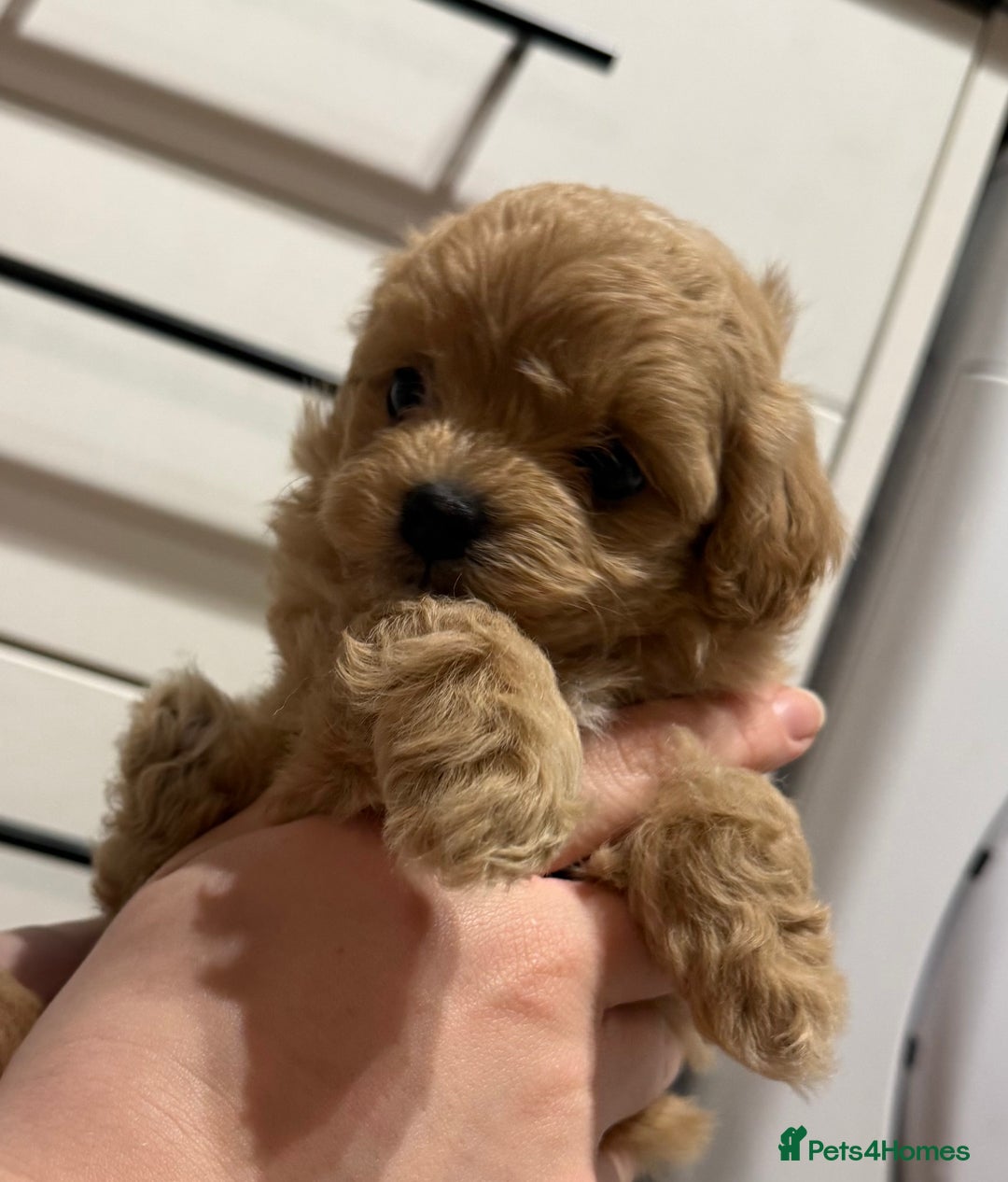 Maltipoo dogs for sale: Beautiful tiny F1 Asian Maltipoo puppies  - Advert 8