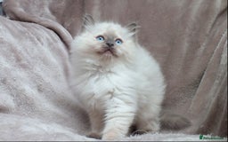 Ragdoll cats for sale: GCCF PET/ACTIVE KITTENS CHAMPION IMP BLOODLINES - Image 24