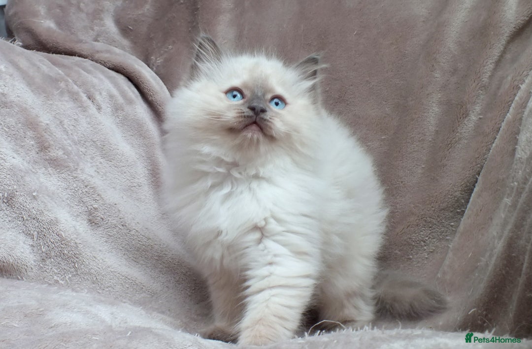 Ragdoll cats for sale: GCCF PET/ACTIVE KITTENS CHAMPION IMP BLOODLINES - Image 24