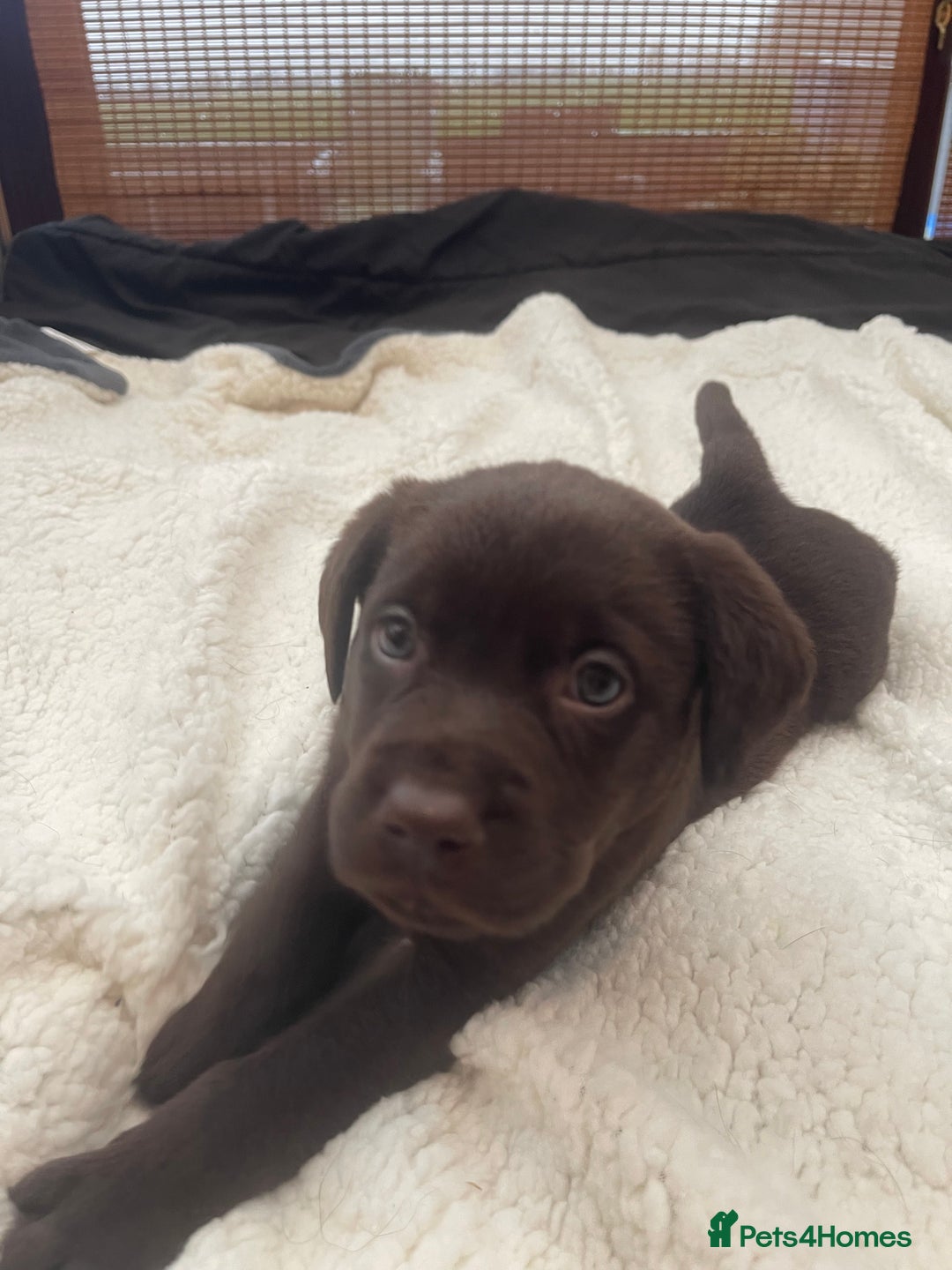 Labrador Retriever dogs for sale: Labrador Puppies Chocolate & Golden For Sale - Advert 9