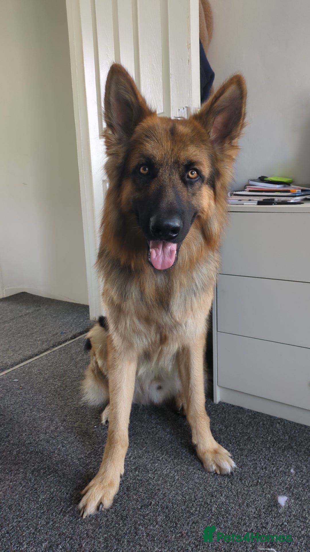German Shepherd dogs German Shepherd Rehome - Advert 1
