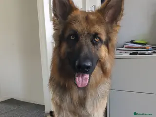 German Shepherd dogs German Shepherd Rehome - Advert 1