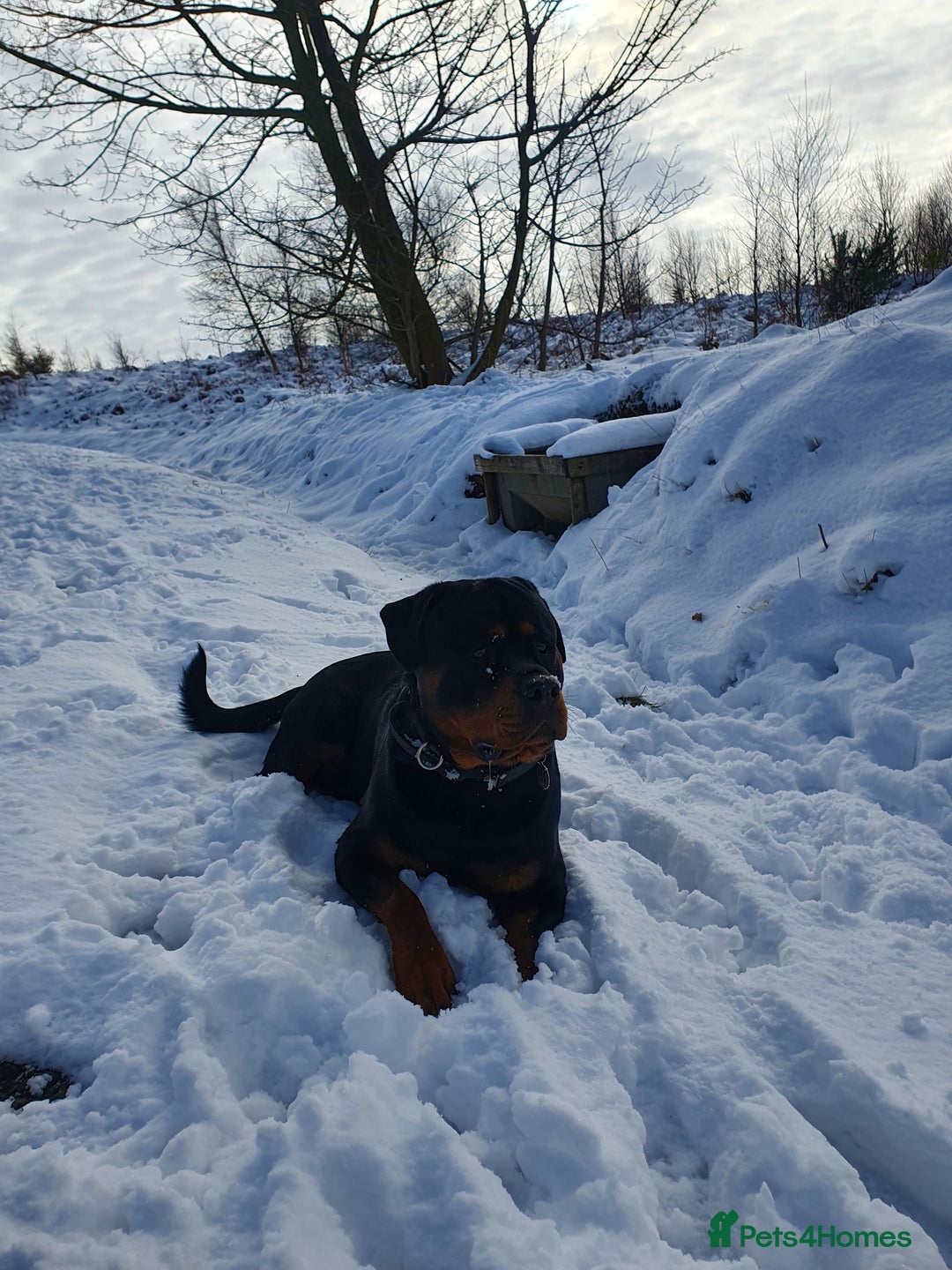 Rottweiler dogs for stud: Dexter  in Guisborough - Advert 6