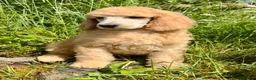 Standard Poodle dogs for sale: KC reg apricot standard poodle boy - Advert 19