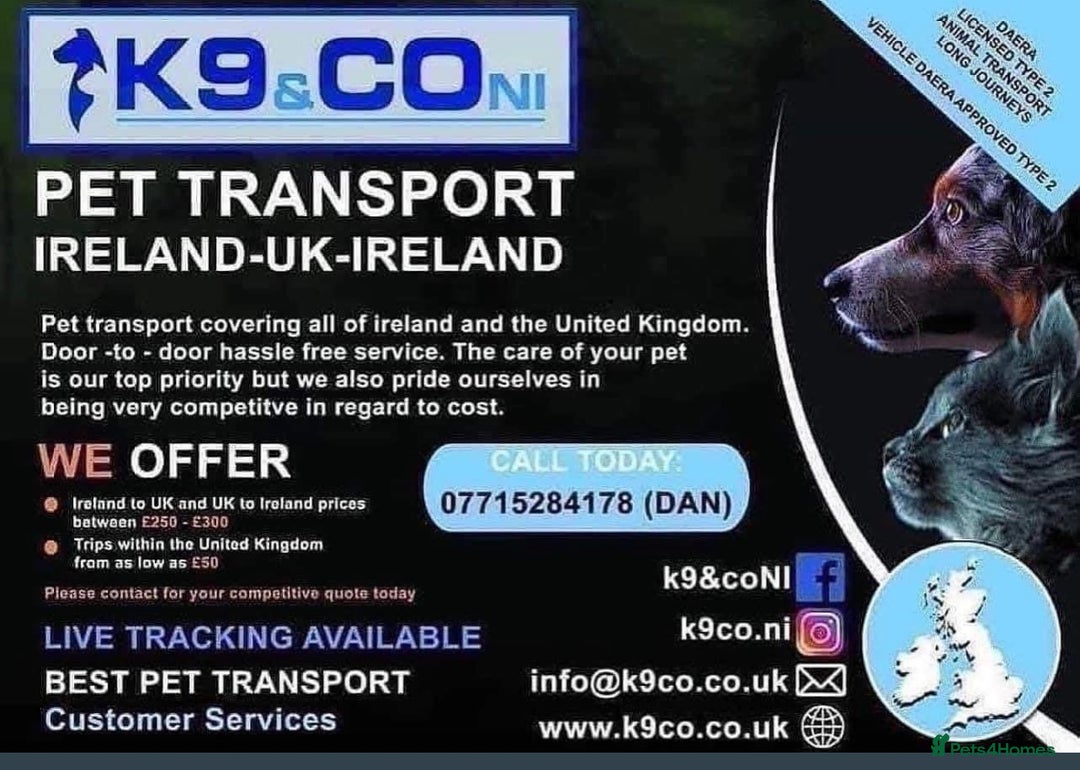 Pekingese dogs for sale: Stunning Pekingese puppies  - Advert 21