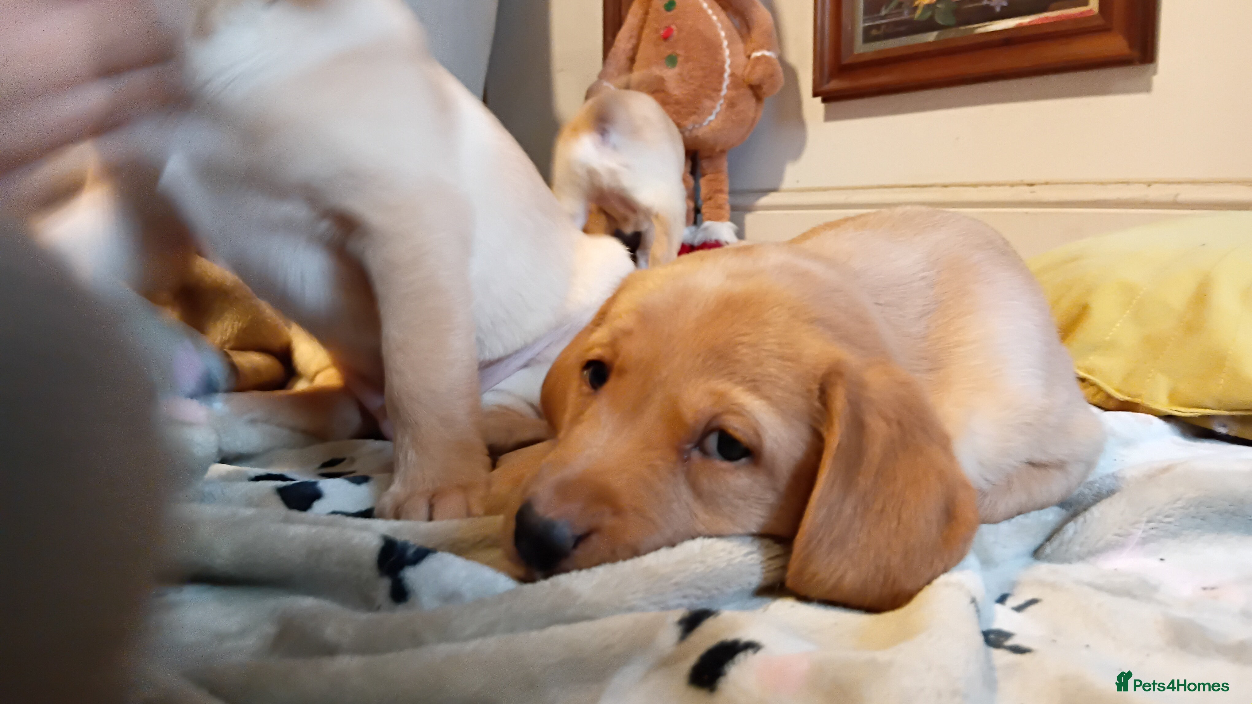 Labrador Retriever dogs Labrador retriever puppies for sale - Advert 7