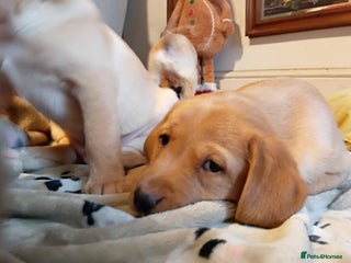 Labrador Retriever dogs Labrador retriever puppies for sale - Advert 7