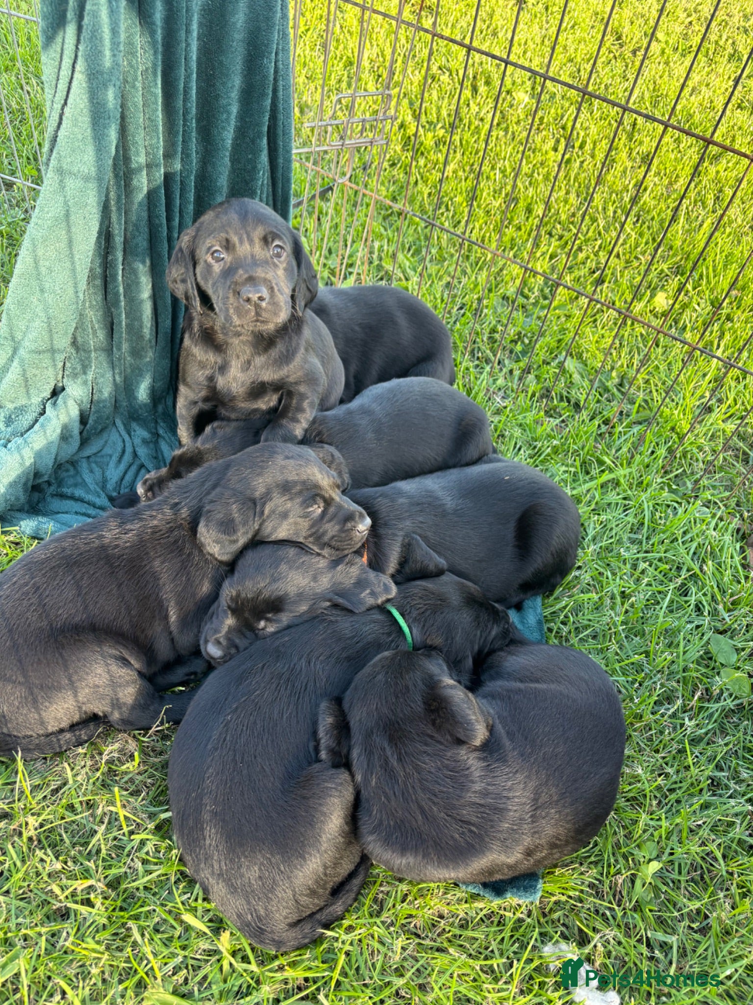Labrador Retriever dogs Working Labradors  - Advert 11