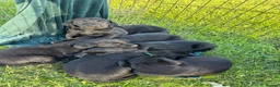 Labrador Retriever dogs for sale: Working Labradors  in Cheltenham - Advert 1