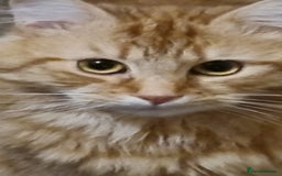 Siberian cats for stud: Handsome Siberian cat for stud in Glasgow westend - Image 3