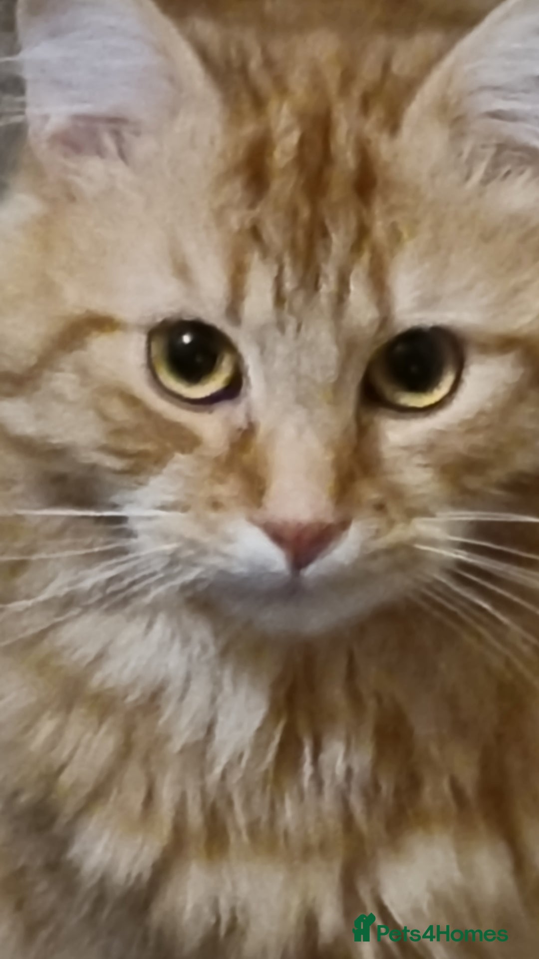 Siberian cats for stud: Handsome Siberian cat for stud in Glasgow westend - Image 3