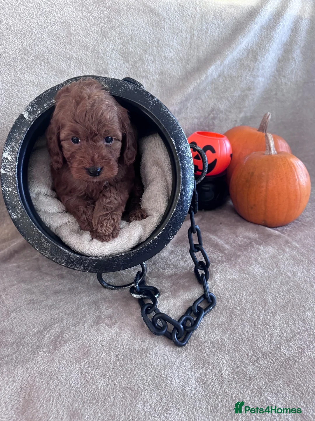 Cockapoo dogs for sale: Stunning fluffy deep red Cockapoos - Advert 2