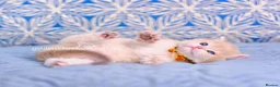 British Shorthair cats for sale: Exceptional Kittens from Outstanding Bloodlines  - Advert 3