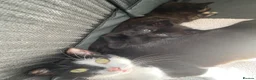 Domestic Shorthair cats for adoption: Beautiful male kitten looking for his forever home - Advert 1