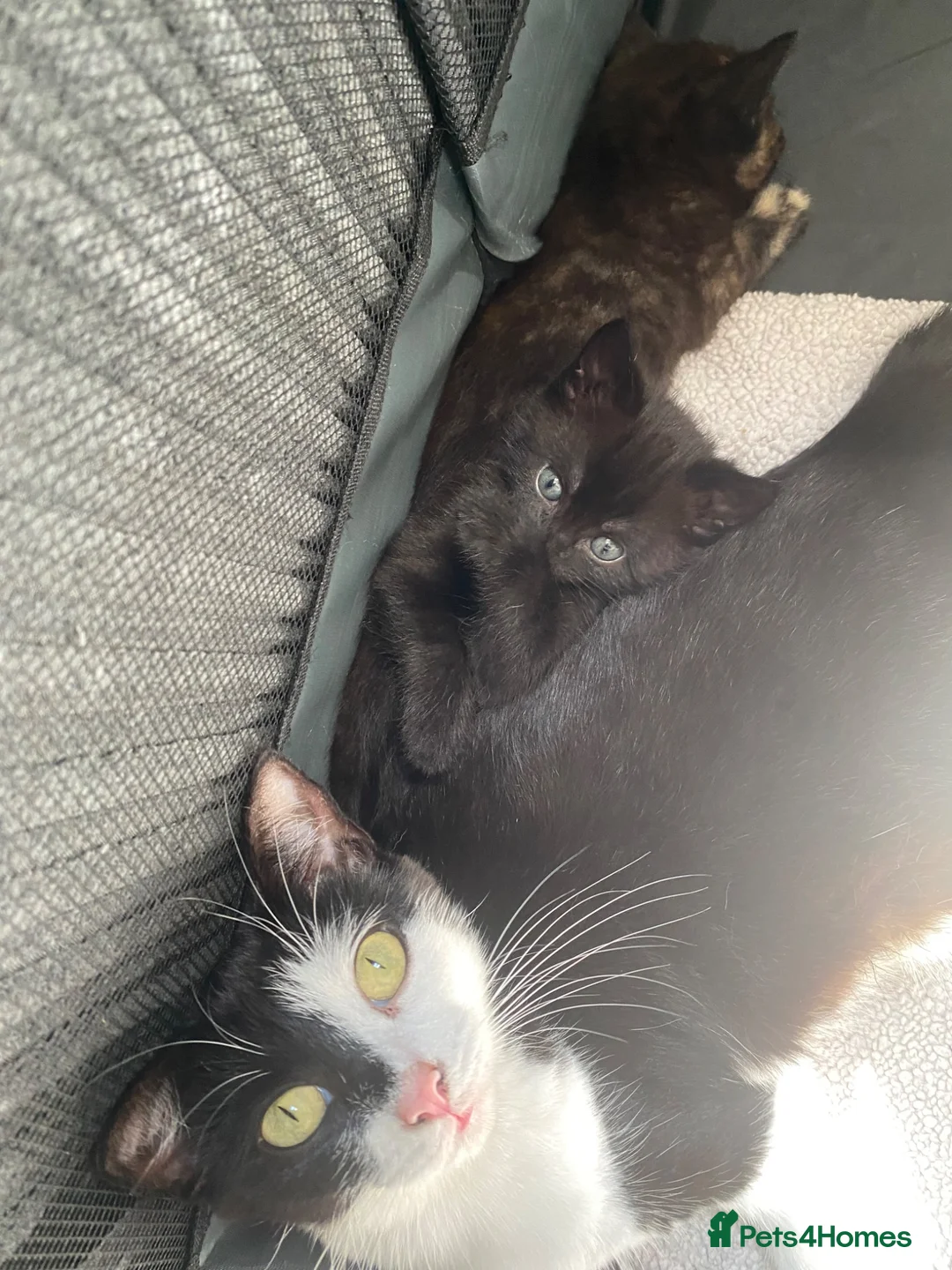 Domestic Shorthair cats for adoption: Beautiful male kitten looking for his forever home - Advert 1