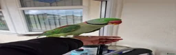 Parrots birds for sale: Super Tamed Alexanderian Parrot for sale - Advert 8