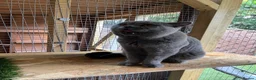 British Shorthair cats for stud: Champion British Blue Import for Stud  - Advert 5